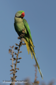Πρασινος παπαγαλος(eupatria)-Psittacula eupatria