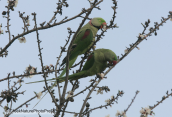 Ενα ζευγαρι πρασινων παπαγαλων(eupatria)-Psittacula eupatria