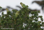 Πρασινοι παπαγαλοι-Psittacula krameri