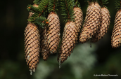 Ερυθρελατη (Picea abies)
