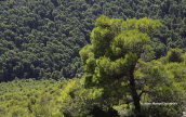 Χαλεπιος πευκη (Pinus halepensis)
