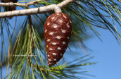 Χαλεπιος πευκη (Pinus halepensis)
