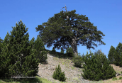 Ρομπολο (Pinus heldreichii)