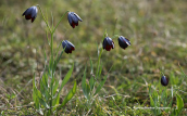 Μαυρες φριτιλλάριες (Fritillaria obliqua) στην Αττικη