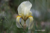 Ιριδα (Iris reichenbachii)  στις Πρεσπες