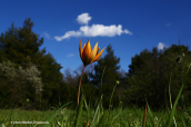 Τουλιπα (Tulipa orphanidea) στη Παρνηθα