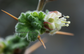 Ribes uva-crispa subsp. austro-europaeum στη Ζηρεια