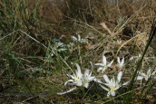 Κολχικα (Colchicum soboliferum) στη λιμνοθαλασσα Ωρωπου