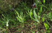 Φριτιλλαριες (Fritillaria obliqua) στο Σχινια