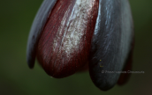 Φριτιλλαρια (Fritillaria obliqua) στο Σχινια