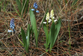 Hyacinthella leucophaea ssp. atchleyi στην Αττικη