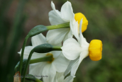 Ναρκισσοι (Narcissus tazetta) απο τη Κορινθια