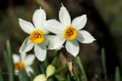 Ναρκισσοι (Narcissus tazetta) απο τη Παρνηθα