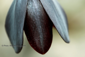 Φριτιλλαρια (Fritillaria obliqua) στην Αττικη