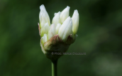 Allium phthioticum στη Γκιωνα