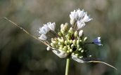 Allium pallens στη Παρνηθα