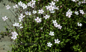 Silene pusilla subsp. albanica στο Γραμμο