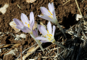 Κολχικο (Colchicum parlatoris) στη Μεσσηνια στη Πελοποννησο