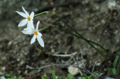 Ναρκισσοι (Narcissus obsoletus) στη Δηλο