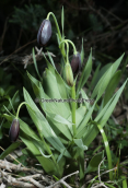 Μαύρη Φριτιλλάρια (Fritillaria obliqua) στην Αττικη