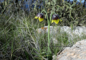 Φριτιλαρια (Fritillaria rhodocanakis) στην Υδρα