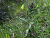 Φριτιλαρια (Fritillaria conica) στη Μεσσηνια