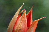 Τουλιπα (Tulipa undulatifolia) στη Βοιωτια