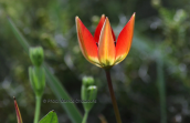 Τουλιπα (Tulipa hageri) στη Παρνηθα