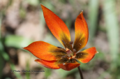 Τουλιπα (Tulipa orphanidea) στη Παρνηθα