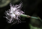 Διανθος (Dianthus crinitus) στη Ροδο