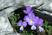 Viola perinensis στο Φαλακρο