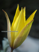 Κιτρινη τουλιπα (Tulipa australis) στη Παρνηθα