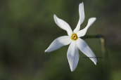 Ναρκισσος (Narcissus obsoletus) στην Αττικη