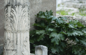 Ακανθος (Acanthus mollis) στην αρχαια Κορινθο Το φυτο που συμφωνα με το μυθο ενεπνευσε στη δημιουργια του κορινθιακου ρυθμου στην αρχαια Ελλαδα