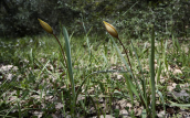 Τουλιπες (Tulipa orphanidea) στη Παρνηθα