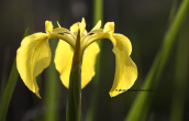 Ιριδα  (Iris pseudacorus) στο δελτα του Εβρου