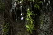Pinguicula crystallina sudsp. hirtiflora εντομοφαγο φυτο που παγιδευει μικρα εντομα στα κολλωδη φυλλα του