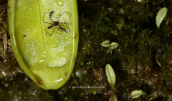 Φυλλο της Pinguicula crystallina sudsp. hirtiflora εντομοφαγου φυτου που παγιδευει μικρα εντομα στα κολλωδη φυλλα του