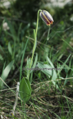 Fritillaria graeca στη Παρνηθα