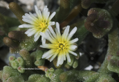 Mesembryanthemum nodiflorum στη Μυκονο