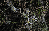 Κολχικα (Colchicum soboliferum) στην Αττικη