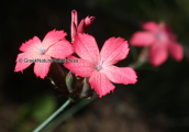 Διανθος (Dianthus biflorus) στην Οιτη