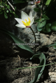 Η Κρητικη τουλιπα (Tulipa cretica) στο Γκιγκιλο στη Κρητη