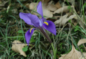 Ιριδα (Iris unguicularis) στο Παρνωνα