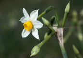 Ναρκισσος (Narcissus tazetta) στη Παρνηθα