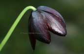 Μαυρη φριτιλλαρια (Fritillaria obliqua) στην Αττικη
