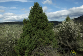 Juniperus drupacea στο Παρνωνα