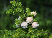 Juniperus drupacea στο Παρνωνα