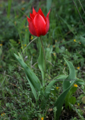Τουλιπα (Tulipa undulatifolia) στη Βοιωτια