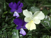 Viola euboea στην Οχη στην Ευβοια